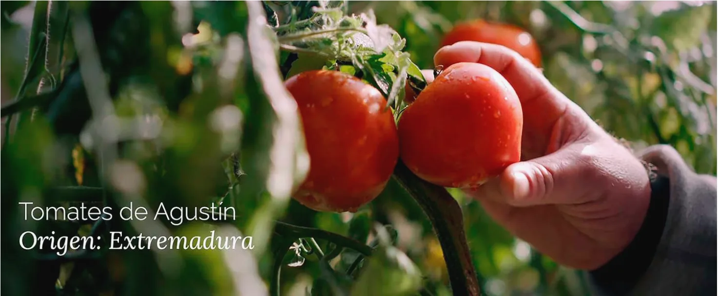Helios tomate frito